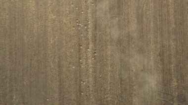 Traktör, ekilebilir alanı yıpratan ve toprağı gelecek sezon için hazırlayan bir disk dişli makineyi çekiyor. Aç kuş sürüsü, beyaz martılar yiyecek aramak için tarımsal makineyi takip ediyor..