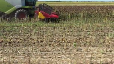 Tarımsal hasatçıların düşük görünümü tarlalarda olgun ayçiçeklerini kesip biçiyor..