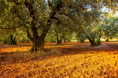 Çiftlikteki yeşil zeytin ağaçlarının gölgelerine bak..