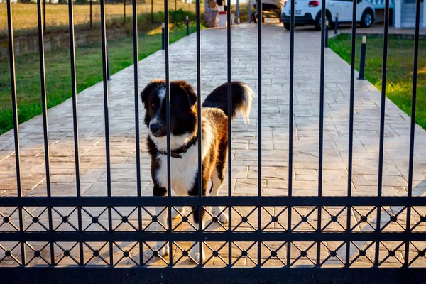 Коричневий Білий Собака Цікаво Спостерігає Воротами Чекає Когось — стокове фото