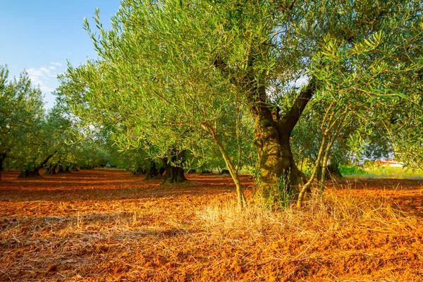 Vista Sobre Copas Oliveiras Verdes Plantação — Fotografia de Stock