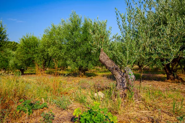 Wieszaki Zielonych Drzew Oliwnych Plantacji Młode Drzewo Kiełków Wyrasta Starego — Zdjęcie stockowe