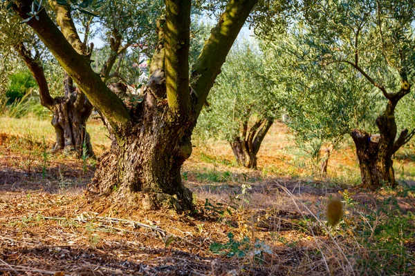 Vista Sobre Copas Oliveiras Verdes Plantação — Fotografia de Stock