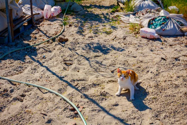 Petit Chat Coloré Assis Sur Plage Sable Attendant Que Quelqu — Photo