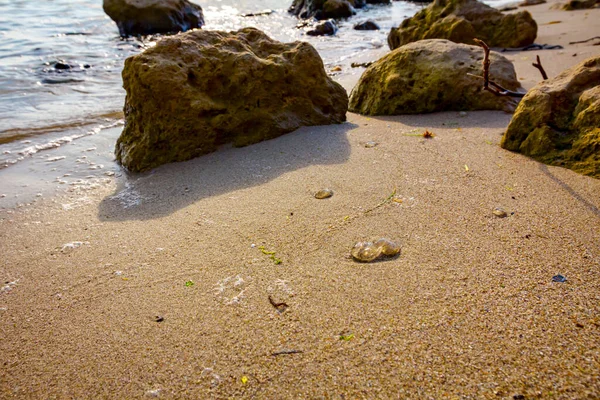 Cadáver Medusas Enormes Muertos Arrastrado Por Mar Playa Arena Con — Foto de Stock