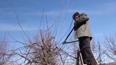 Çiftçi meyve bahçesindeki meyve ağaçlarının dallarını buduyor. Baharın erken saatlerinde merdivenleri kullanarak. H.264 video kodlayıcısı.
