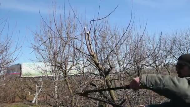 Çiftçi Meyve Bahçesindeki Meyve Ağaçlarının Dallarını Erken Ilkbaharda Uzun Kesicilerle — Stok video