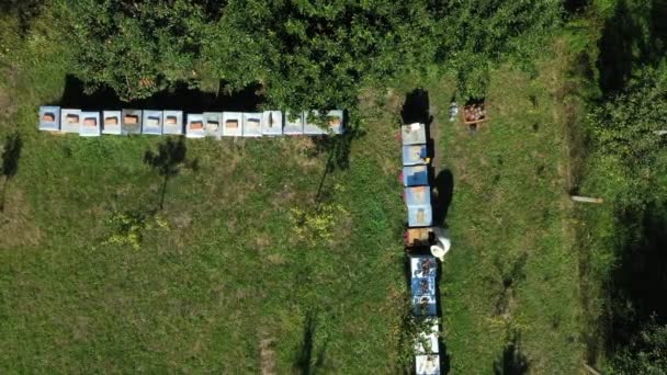 Top View Beekeeper Controlling Situation Lined Wooden Colorful Beehives Bee — Stock Video