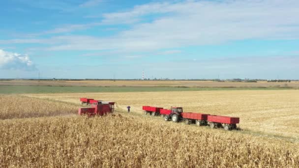 Сельскохозяйственный Комбайн Выращивает Собирает Зрелую Кукурузу Сельскохозяйственных Полях Кукурузном Поле — стоковое видео
