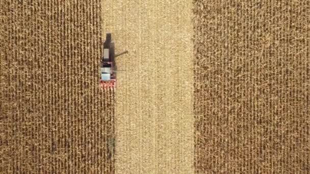 農地で成熟したトウモロコシを切り取って収穫するのが農業用収穫者の上の眺め — ストック動画