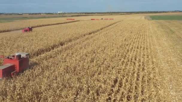 在农场 玉米地收割成熟的玉米时 一组农业收割者慢慢地将镜头移到了视野上方 — 图库视频影像