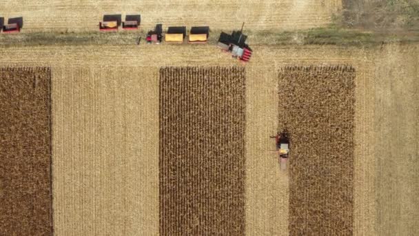 Сельскохозяйственные Комбайны Работающие Вместе Зрелом Кукурузном Поле Режут Собирают Кукурузу — стоковое видео