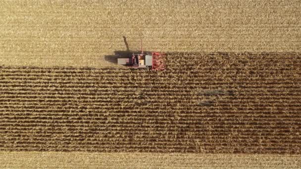 農地で成熟したトウモロコシを切り取って収穫するのが農業用収穫者の上の眺め — ストック動画