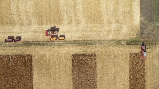 Nad Górnym Widokiem Dwóch Kombinacji Pracujących Razem Dojrzałym Polu Kukurydzy — Wideo stockowe