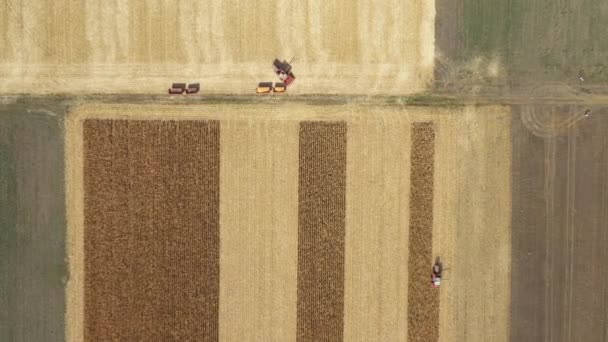 在成熟的玉米地里 两个组合在一起工作 一个组合是将新鲜收获的谷物转移到拖车上运输 其他收获者收获成熟的玉米 — 图库视频影像