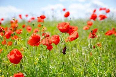 Çiçekli kırmızı gelincikler tarlada yetişir, kır çiçekleri açar, gelincik çiçekleri, çayırlar.