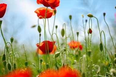 Çiçekli kırmızı gelincikler tarlada yetişir, kır çiçekleri açar, gelincik çiçekleri, çayırlar.