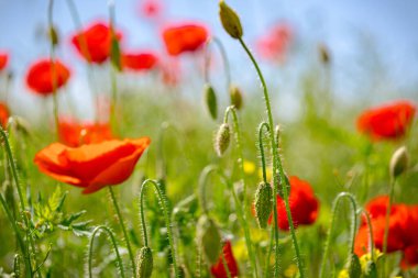 Çiçekli kırmızı gelincikler tarlada yetişir, kır çiçekleri açar, gelincik çiçekleri, çayırlar.