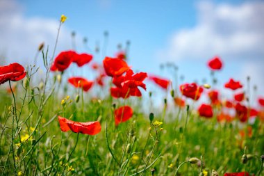Çiçekli kırmızı gelincikler tarlada yetişir, kır çiçekleri açar, gelincik çiçekleri, çayırlar.