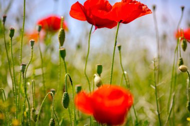 Çiçekli kırmızı gelincikler tarlada yetişir, kır çiçekleri açar, gelincik çiçekleri, çayırlar.