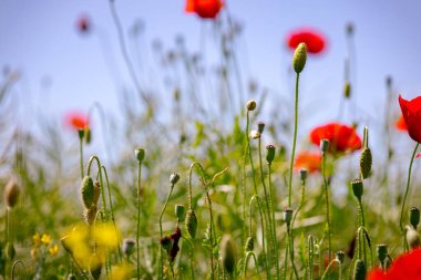 Çiçekli kırmızı gelincikler tarlada yetişir, kır çiçekleri açar, gelincik çiçekleri, çayırlar.