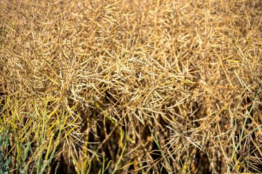 Olgun, olgun kolza tohumu kanolaları ya da tarlalarda petrol endüstrisinde yeşil enerji olarak kullanılmak üzere hasat için hazır kolza bitkileri..