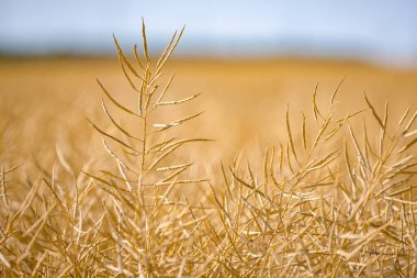 Olgun, olgun kolza tohumu kanolaları ya da tarlalarda petrol endüstrisinde yeşil enerji olarak kullanılmak üzere hasat için hazır kolza bitkileri..