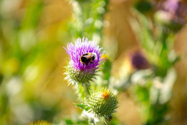 Onopordum acanthium, devedikeni ya da dikenli dikenli devedikeni adı verilen yabanarısı tohumu tohumu tohumu olgun, olgun kanola sürüleriyle tarlada yetişir..
