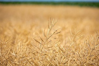 Olgun, olgun kolza tohumu kanolaları ya da tarlalarda petrol endüstrisinde yeşil enerji olarak kullanılmak üzere hasat için hazır kolza bitkileri..