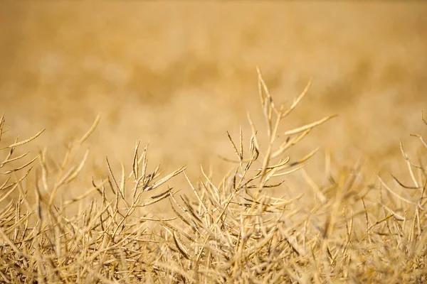 Olgun, olgun kolza tohumu kanolaları ya da tarlalarda petrol endüstrisinde yeşil enerji olarak kullanılmak üzere hasat için hazır kolza bitkileri..