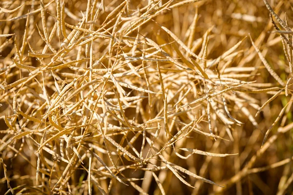 Olgun, olgun kolza tohumu kanolaları ya da tarlalarda petrol endüstrisinde yeşil enerji olarak kullanılmak üzere hasat için hazır kolza bitkileri..
