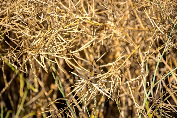 Olgun, olgun kolza tohumu kanolaları ya da tarlalarda petrol endüstrisinde yeşil enerji olarak kullanılmak üzere hasat için hazır kolza bitkileri..