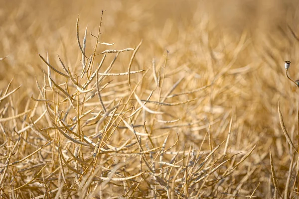 Olgun, olgun kolza tohumu kanolaları ya da tarlalarda petrol endüstrisinde yeşil enerji olarak kullanılmak üzere hasat için hazır kolza bitkileri..