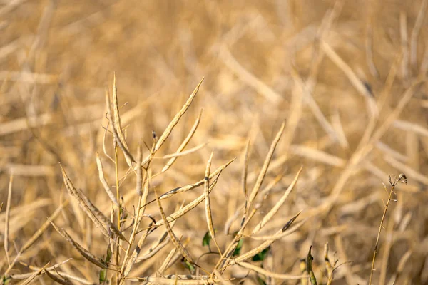 Olgun, olgun kolza tohumu kanolaları ya da tarlalarda petrol endüstrisinde yeşil enerji olarak kullanılmak üzere hasat için hazır kolza bitkileri..