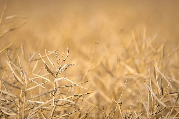 Olgun, olgun kolza tohumu kanolaları ya da tarlalarda petrol endüstrisinde yeşil enerji olarak kullanılmak üzere hasat için hazır kolza bitkileri..