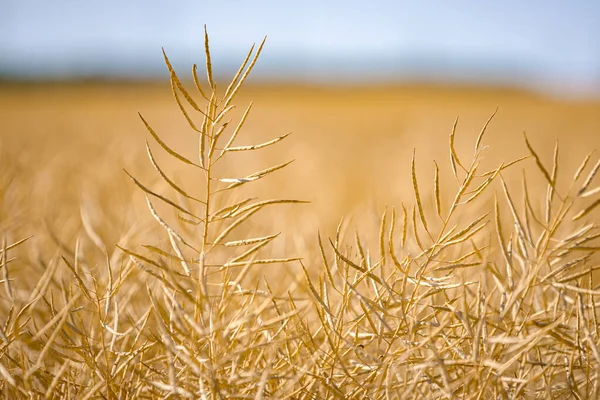 Olgun, olgun kolza tohumu kanolaları ya da tarlalarda petrol endüstrisinde yeşil enerji olarak kullanılmak üzere hasat için hazır kolza bitkileri..