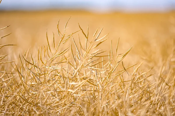Olgun, olgun kolza tohumu kanolaları ya da tarlalarda petrol endüstrisinde yeşil enerji olarak kullanılmak üzere hasat için hazır kolza bitkileri..
