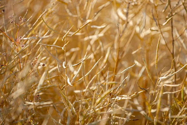 Olgun, olgun kolza tohumu kanolaları ya da tarlalarda petrol endüstrisinde yeşil enerji olarak kullanılmak üzere hasat için hazır kolza bitkileri..