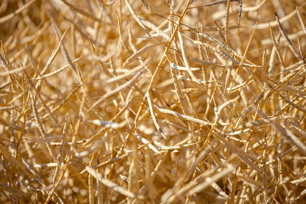 Olgun, olgun kolza tohumu kanolaları ya da tarlalarda petrol endüstrisinde yeşil enerji olarak kullanılmak üzere hasat için hazır kolza bitkileri..