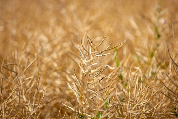 Olgun, olgun kolza tohumu kanolaları ya da tarlalarda petrol endüstrisinde yeşil enerji olarak kullanılmak üzere hasat için hazır kolza bitkileri..
