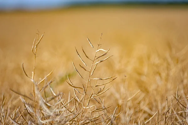 Olgun, olgun kolza tohumu kanolaları ya da tarlalarda petrol endüstrisinde yeşil enerji olarak kullanılmak üzere hasat için hazır kolza bitkileri..