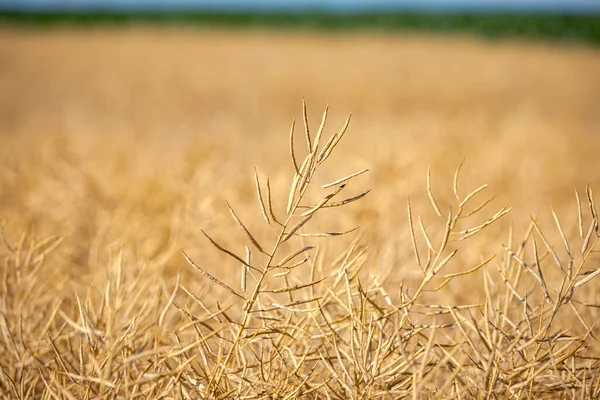 Olgun, olgun kolza tohumu kanolaları ya da tarlalarda petrol endüstrisinde yeşil enerji olarak kullanılmak üzere hasat için hazır kolza bitkileri..