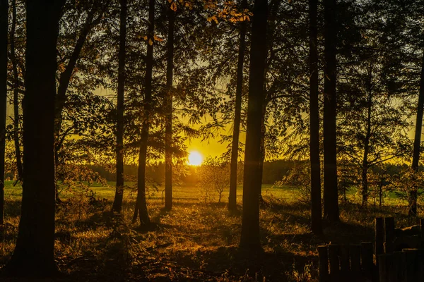 sunrise in autumn in the forest
