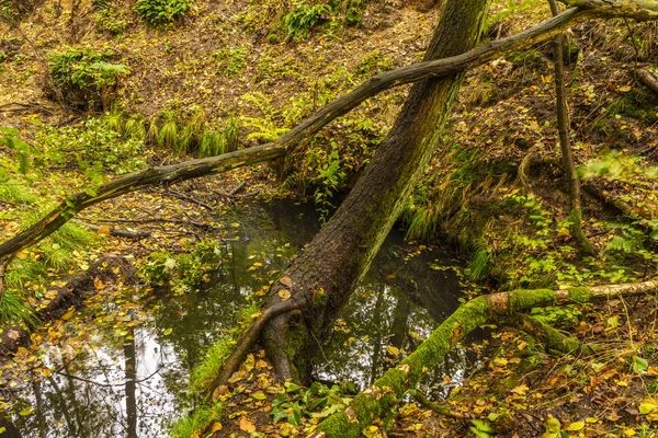 Small river in the forest , almost dried-up river in the Autumn