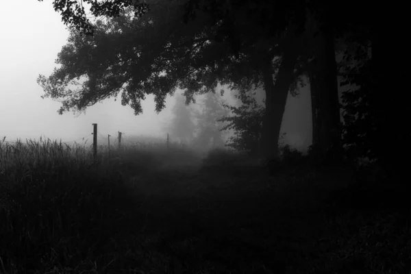 Fog in the early morning on a bike path in autumn, selective sharpness, sharpness in the foreground,Black/White,Black/White