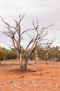ölü köpekler uyarı olarak asılı
