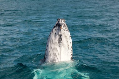 Hervey Bay Balina onun Cruises için ünlüdür. Bu bir kambur balina