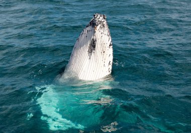 Hervey Bay Balina onun Cruises için ünlüdür. Bu bir kambur balina