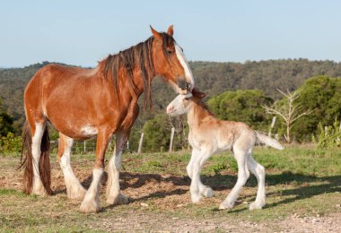 Clydesdale atlar çok büyük ve ağır ve büyük ağırlıkları indirebiliriz. Çevre Hervey Bay fotoğraflandı. Avustralya yavru sadece bir haftalık