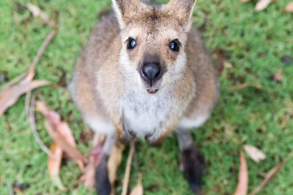 Look Cute Australian Kangaroo — Stock Photo, Image